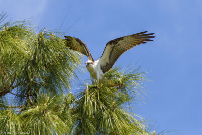 Western Osprey (Pandion haliaetus)