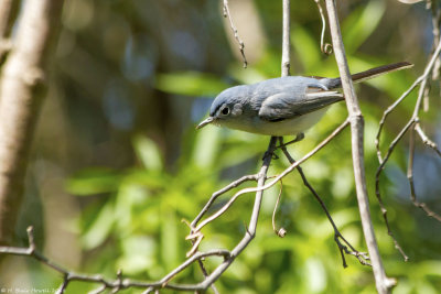 Blue-Gray Gnatcatcher (Polioptila caerulea) 