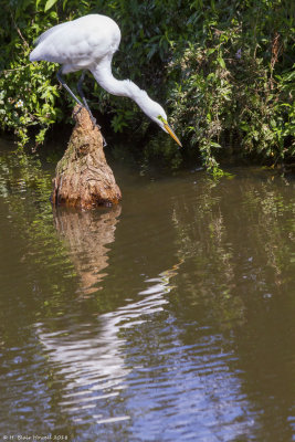 Great Egret (Ardea alba)