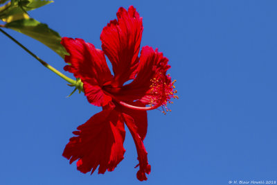Red Hibiscus and Blue Sky