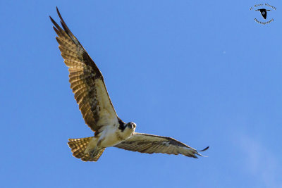 Western Osprey (Pandion haliaetus)