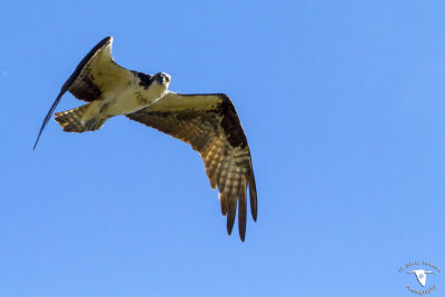 Western Osprey (Pandion haliaetus)