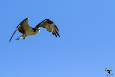 Western Osprey (Pandion haliaetus)