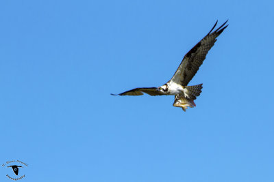 Western Osprey (Pandion haliaetus)