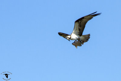 _MG_9384 osprey with fish.jpg