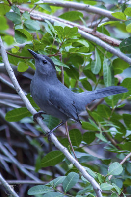 Gray Catbird (Dumetella carolinensis)