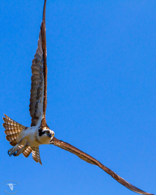 Western Osprey (Pandion haliaetus)