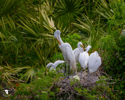 Great Egret (Ardea alba) with chicks