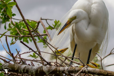 Great Egret (Ardea alba) with chick