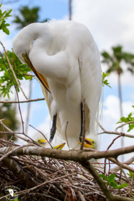 Great Egret (Ardea alba) with chick
