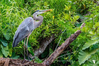 Great Blue Heron (Ardea herodias)