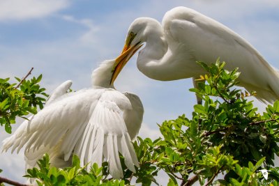 Great Egret (Ardea alba)