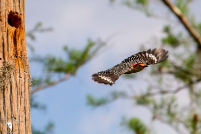 Red-Bellied Woodpecker (Melanerpes carolinus)