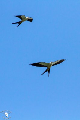 Swallow-Tailed Kite pair (Elanoides forficatus)