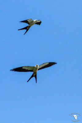 Swallow-Tailed Kite pair (Elanoides forficatus)