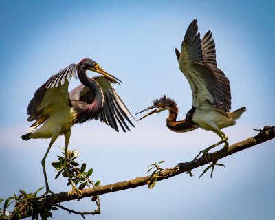 Tricolor Heron Fledged Chick pestering parent for food.