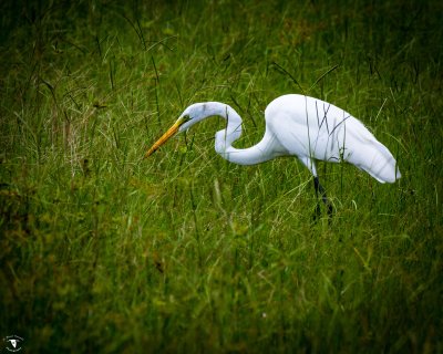 Great Egret (Ardea alba) feeds in high grass along a lake in Shingle Creek Regional Park