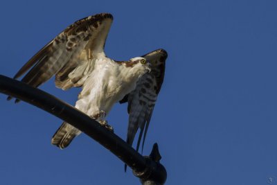 Western Osprey (Pandion haliaetus)
