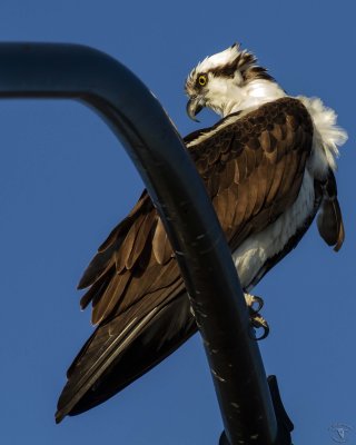 Western Osprey (Pandion haliaetus)