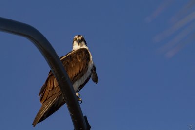 Western Osprey (Pandion haliaetus)