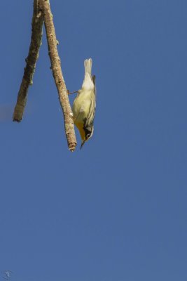 Yellow-Throated Warbler (Setophaga dominica)