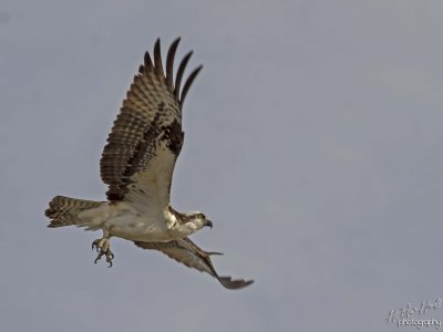 Western Osprey (Pandion haliaetus)