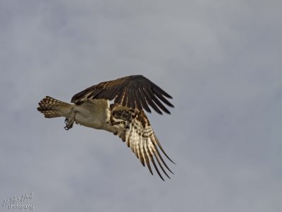 Western Osprey (Pandion haliaetus)