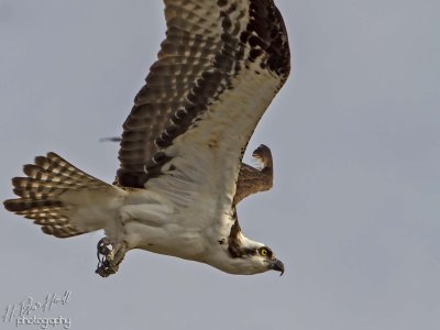 Western Osprey (Pandion haliaetus)
