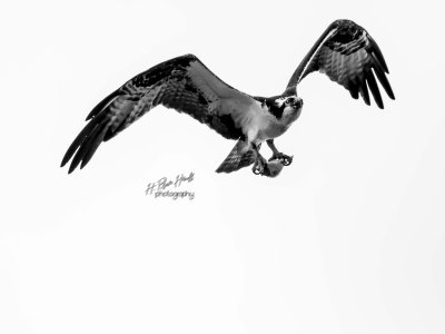 Western Osprey (Pandion haliaetus) in B&W