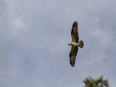 Western Osprey (Pandion haliaetus)