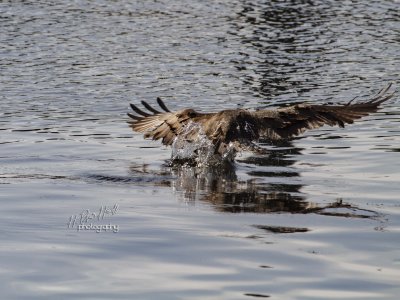 To snatch a fish 1