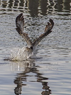 To snatch a fish 2