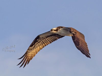 Western Osprey (Pandion haliaetus)