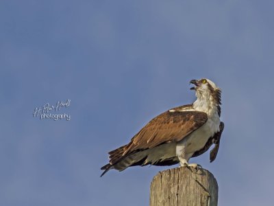 Western Osprey (Pandion haliaetus)