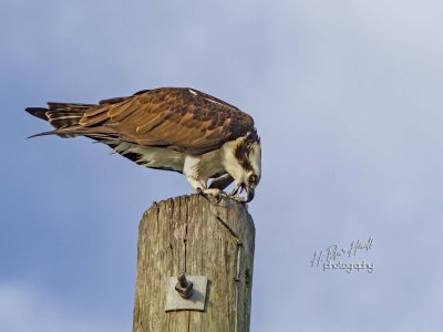 Western Osprey (Pandion haliaetus)