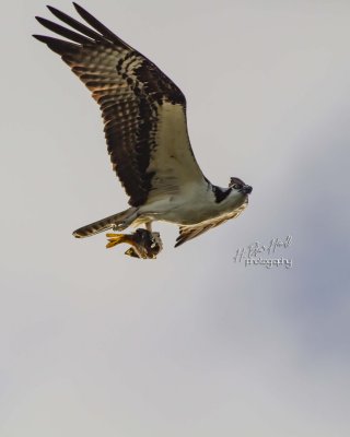 Western Osprey (Pandion haliaetus)