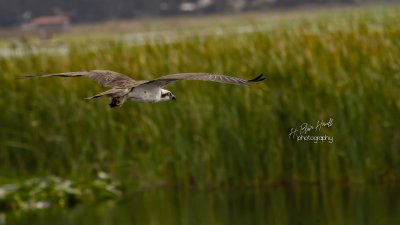 Western Osprey (Pandion haliaetus)