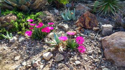 An Afternoon at the Arboretum - March 2017