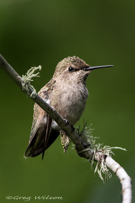 Annas Hummingbird Female