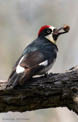 Acorn Woodpecker with seed pod