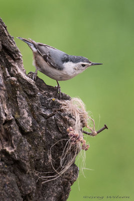 White breasted Nuthatch 