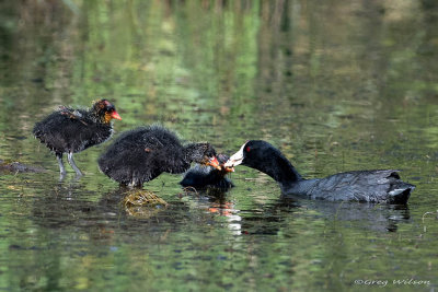 American Coots