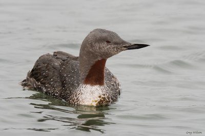 Red - Throated Loon