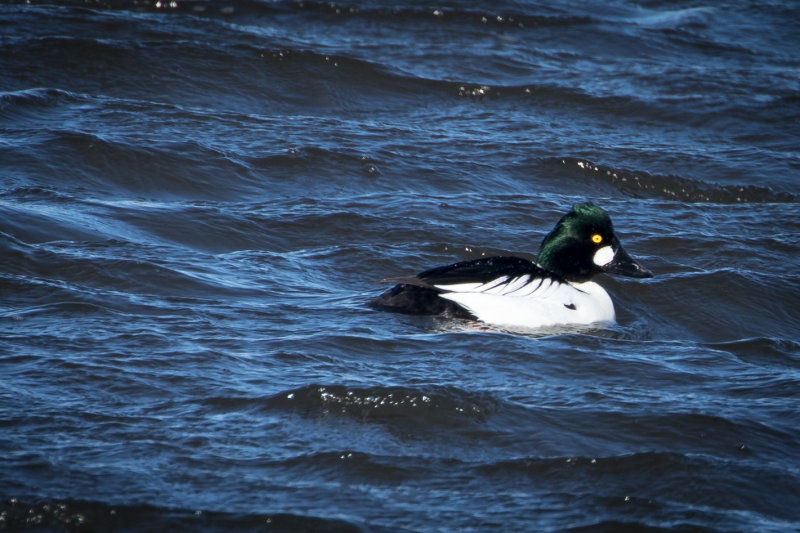 Common Goldeneye