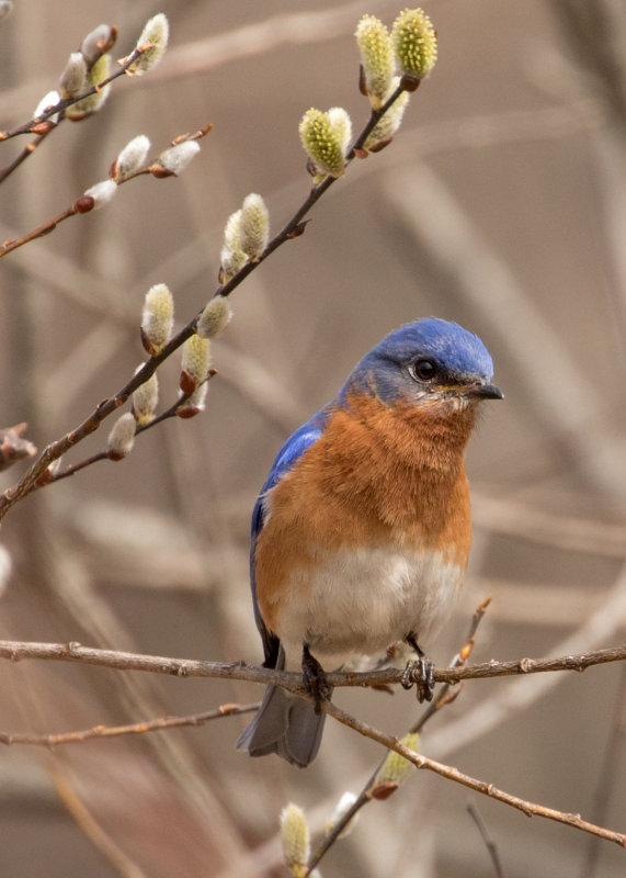 Eastern Bluebird