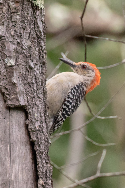 Red-bellied Woodpecker