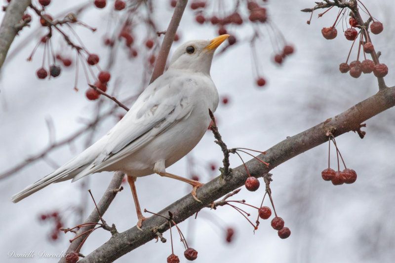 Robin - leucistic