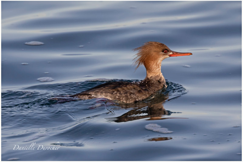 Red-breasted Merganser (f)