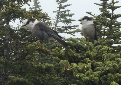 Gray Jays at the summit of Willey