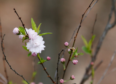 Flowering Almond